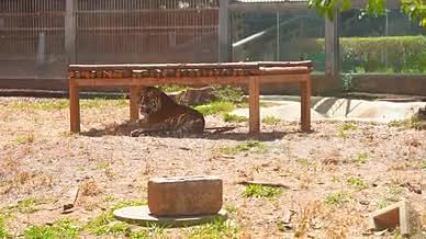 4k实拍动物园阳光下休息的老虎视频的预览图